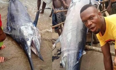 fish