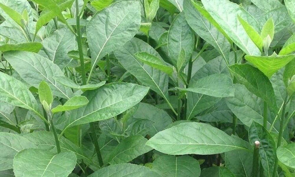 Bitter leaf e1591891574336