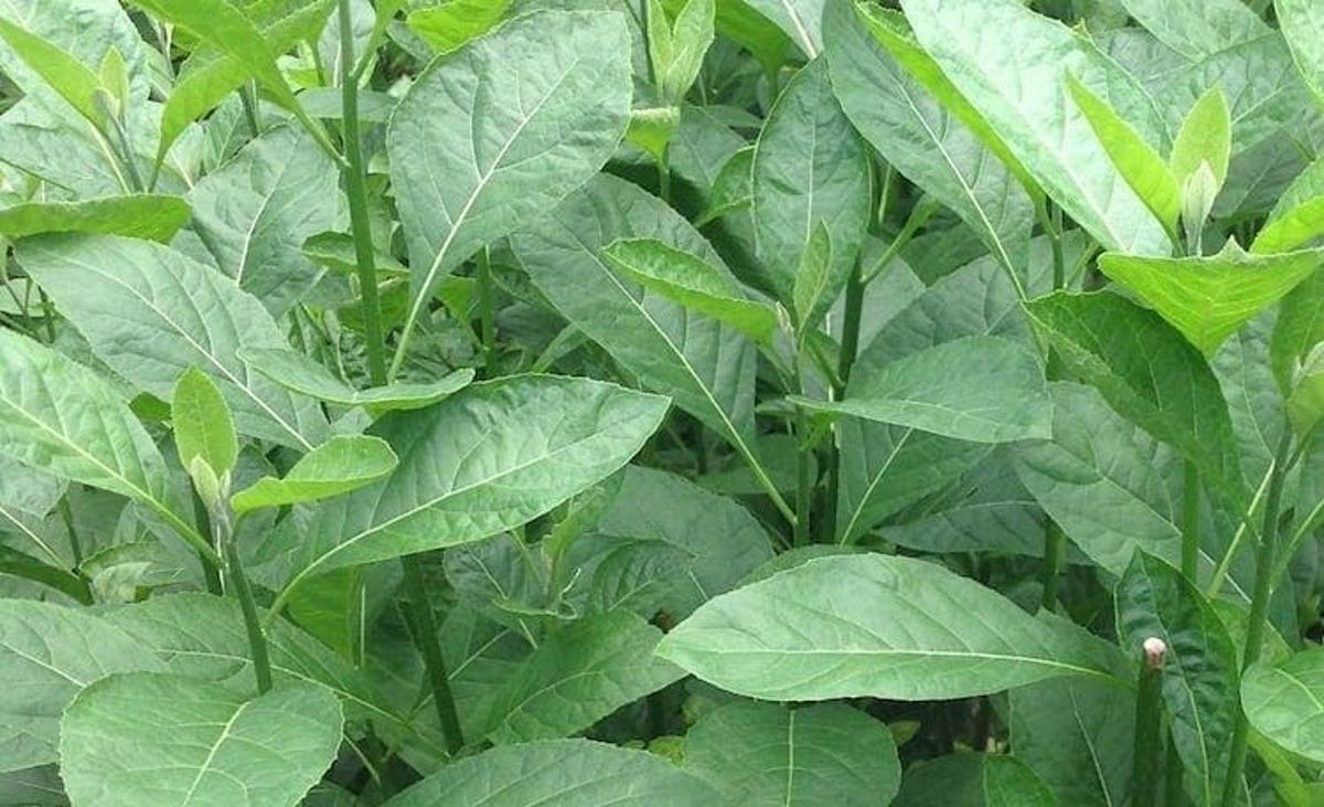 Bitter leaf e1591891574336