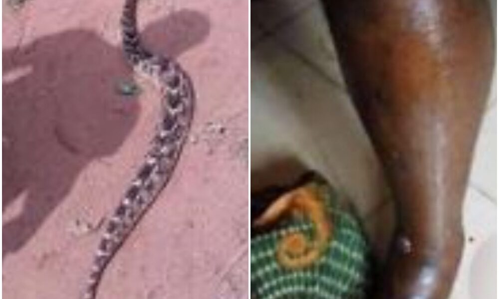 Man bitten by snake dies