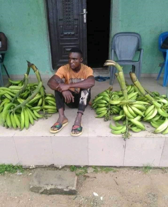 plantain