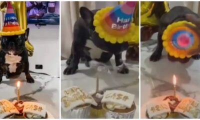 Video of family hosting birthday party for their dog causes stir online Watch
