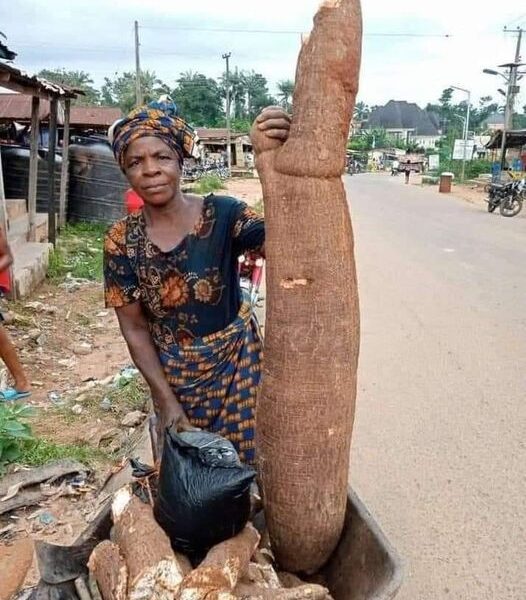 cassava
