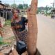 cassava
