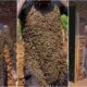 bee man