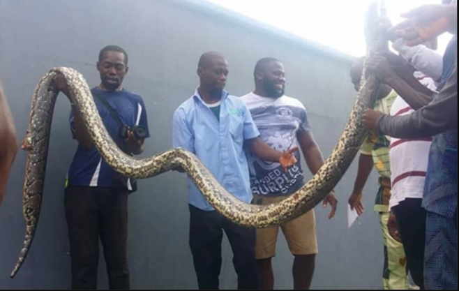 python