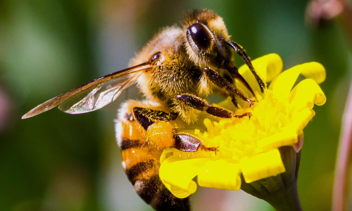 bee