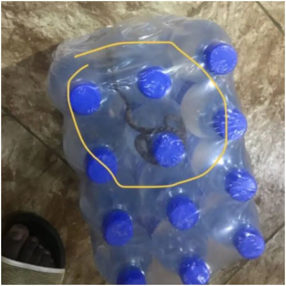 Man Find Snake Inside Nestled Bottled Water Pack.jpg