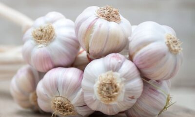 garlic