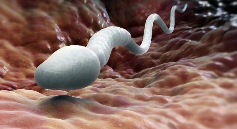 sperm