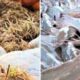 How Eating Catfish, Chicken Reared With Growth Hormones Cause Cancers, Drug Resistance - Experts 