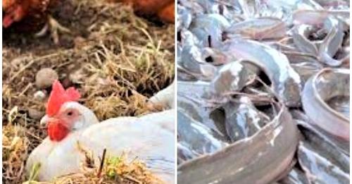 How Eating Catfish, Chicken Reared With Growth Hormones Cause Cancers, Drug Resistance - Experts 