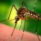 Mosquito