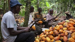cocoa pension
