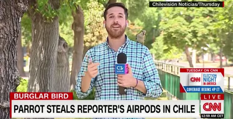 Moment Parrot Stole Reporter's AirPod In Chile While He Was Telling The Audience About Rising Crime Rates (VIDEO)