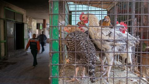 Chicken