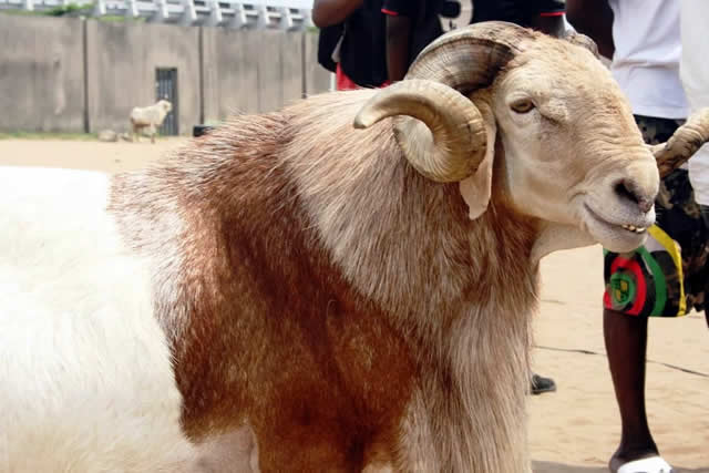 Sallah Ram