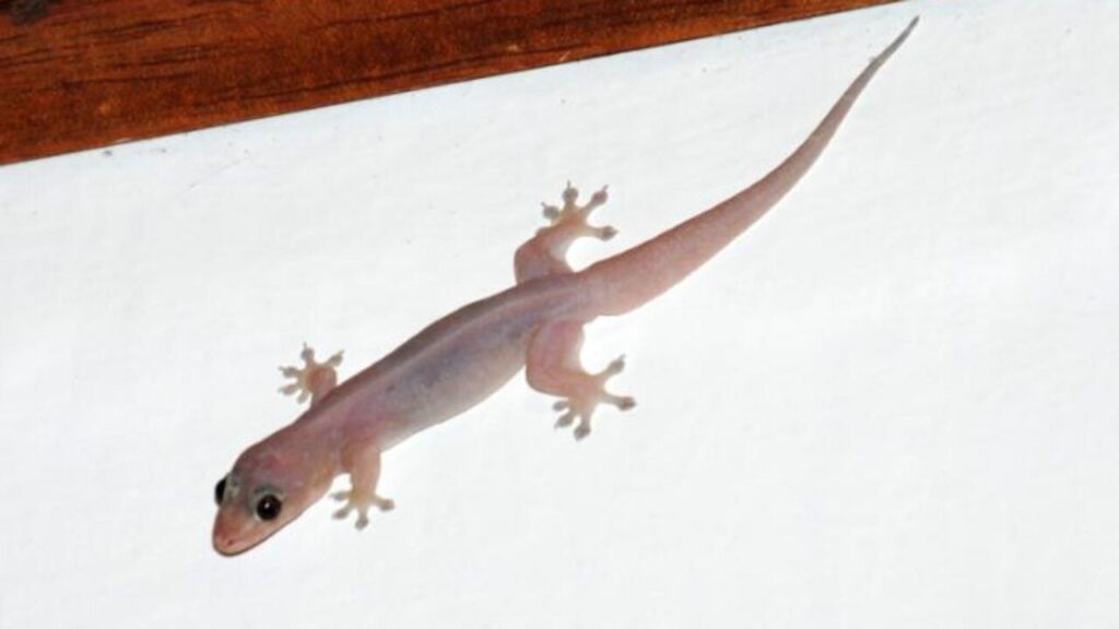 wall gecko 1280x720 1