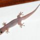 wall gecko 1280x720 1