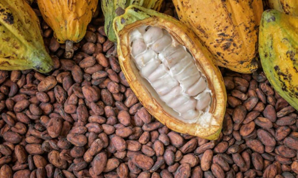 Cocoa
