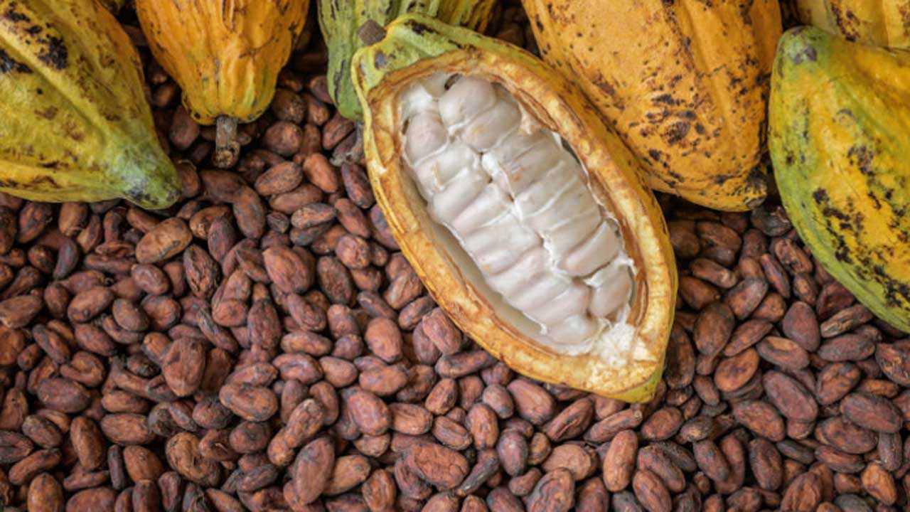 Cocoa