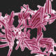 Tuberculosis Bacteria
