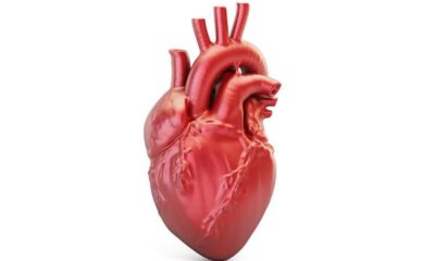 human heart illustration
