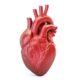 human heart illustration
