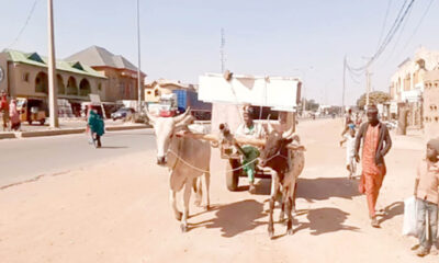 ox driven carts conveying a brides furniture to her matrimonial home