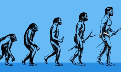 Human Evolution Timeline