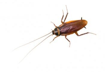 cockroach