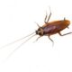 cockroach