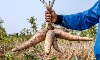 Cassava