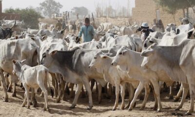 Nigeria Cows 732x418 1