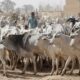 Nigeria Cows 732x418 1