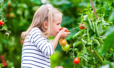 girl tomatoes shutterstock 440076301 0