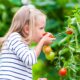girl tomatoes shutterstock 440076301 0