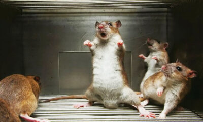 rats