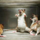 rats