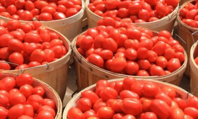 67a980cd basket of tomatoes