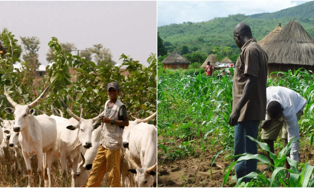 herdsmen and farmer