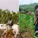 herdsmen and farmer