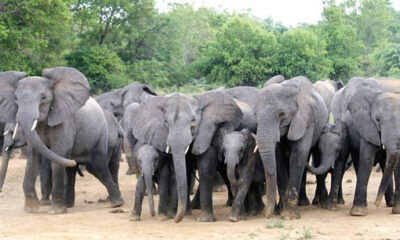 Elephants at Yankari Bauchi