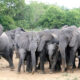 Elephants at Yankari Bauchi