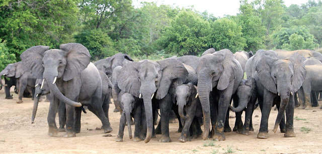 Elephants at Yankari Bauchi