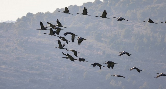 Isreal Bird Flu