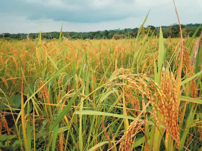 Ogun rice farm