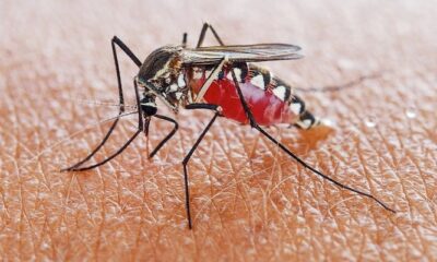 mosquito