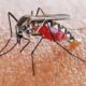 mosquito