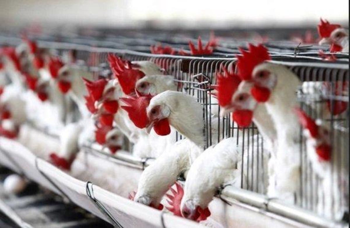 Bird Flu FG Destroys Over 329000 Chickens In 62 Farms